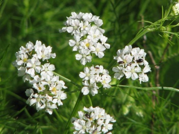 Yarrow; Common yarrow flower
