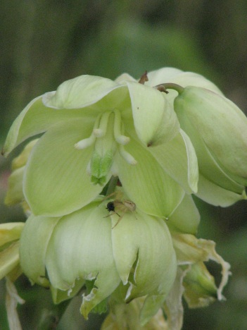 Yucca; Pale yucca flower