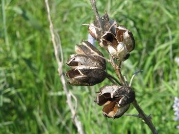 Yucca; Pale yucca old seed capsule