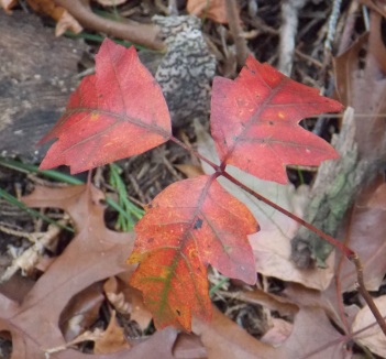 Poison Ivy Fall leaf