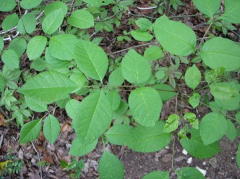 Ash; Texas ash leaf