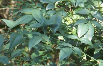 bamboo-nandina-leaves-close.jpg