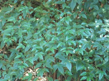 Bamboo; Nandina leaves