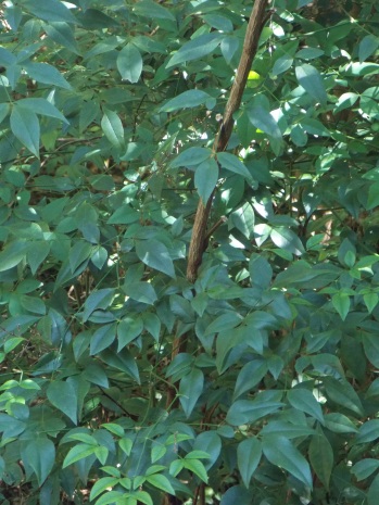 Bamboo; Nandina stem and leaves