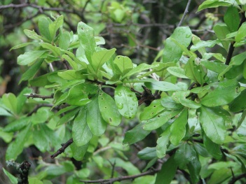 Bumalea; Wooleybucket Bumalia leaves