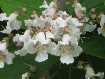 Catalpa; Northern catalpa flower