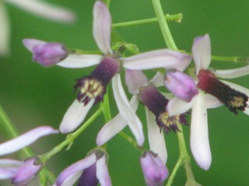 Chinaberry (Neem) flowers
