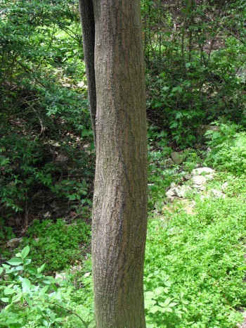 Chinaberry (Neem) trunk sm