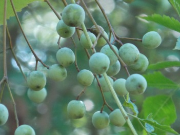 Chinaberry seeds