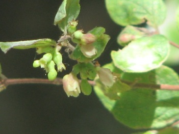 Currant; Indian-currant snow-berry flower
