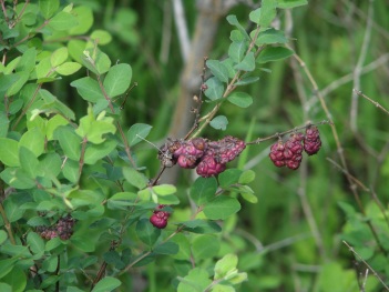 Currant; Indian-currant snow-berry