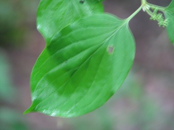 Dogwood; Rough-leaf dogwood