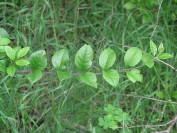 Forestiera leaf