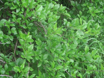 Forestiera leaves