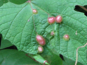 Grape; leaf gall