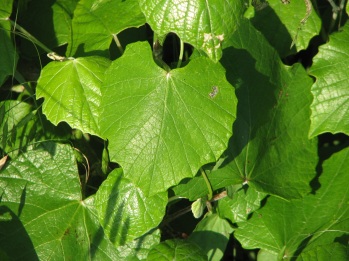Grape; Rough-leaf grape leaf