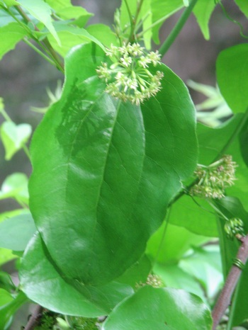Greenbriar; Bristly greenbriar leaf and flower
