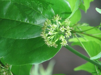 Greenbriar; Bristly greenbriar leaf flower