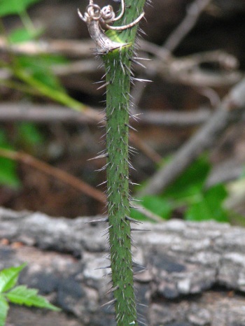 Greenbriar; Bristly greenbriar stem