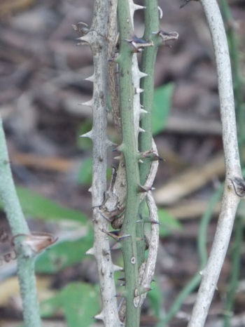 Greenbriar; Catclaw Greenbriar thorns