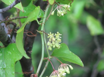 Greenbriar; Saw greenbriar flower (5)