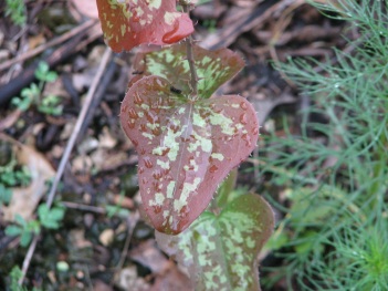 Greenbriar; Saw greenbriar leaf new