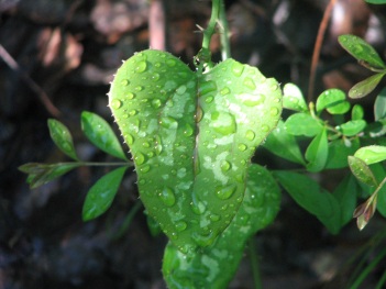 Greenbriar; Saw greenbriar leaf