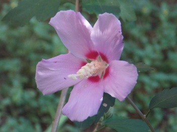 Hibiscus; Temporate hibiscus flower