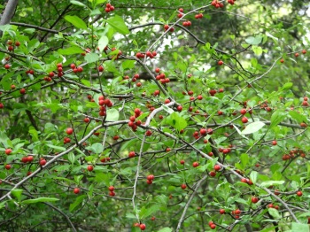 Holly; Youpon Holly Berries