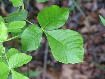 Hops; Common hops leaf