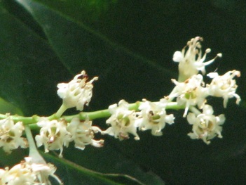 Laurel; Cherry Laurel flowers (2)