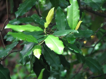 Laurel; Cherry laurel leaves (2)
