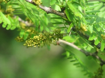 Locust; Texas honey locust flowers