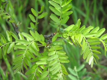 Locust; Texas honey locust leaves