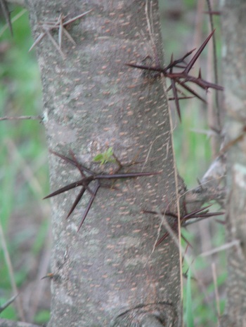 Locust; Texas honey locust trunk thorns