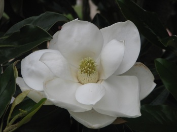 Magnolia; Southern Magnolia flower fresh
