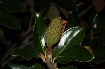 Magnolia; Southern Magnolia fruit