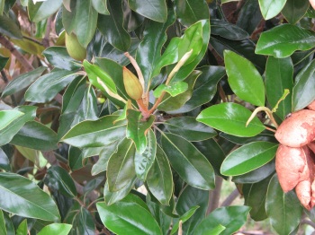 Magnolia; Southern magnolia leaves