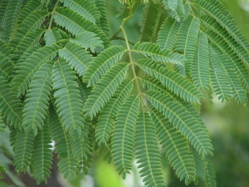 Mimosa leaves