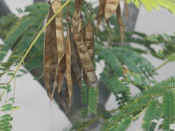 Mimosa; Mimosa seed pods