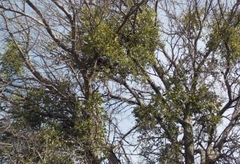 MIstletoe; Cedar Elm Mistletoe