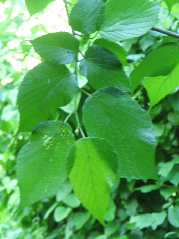 Mulberry; Red mulberry leaf