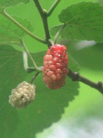 Mulberry; Red Mulberry
