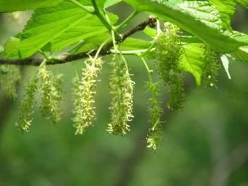 Mulberry; Texas mulberry catkins (2)
