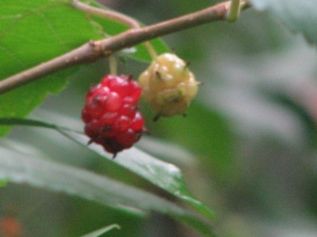 Mulberry; Texas mulberry fruit
