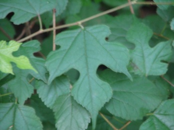 Mulberry; Texas mulberry leaf