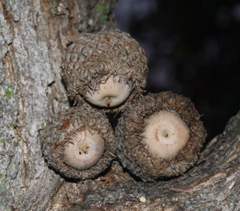 oak-bur-oak-acorns.jpg
