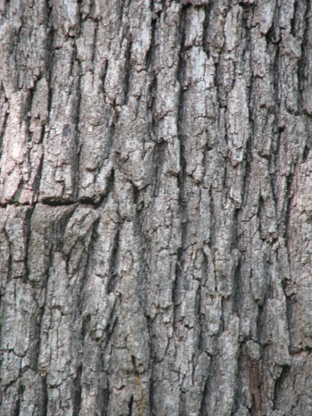 Oak; Bur oak bark