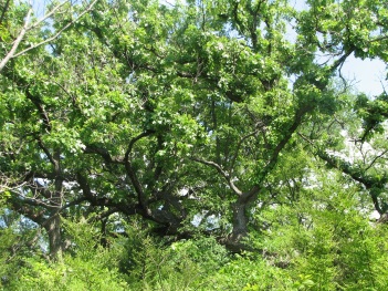Oak; Bur oak crown