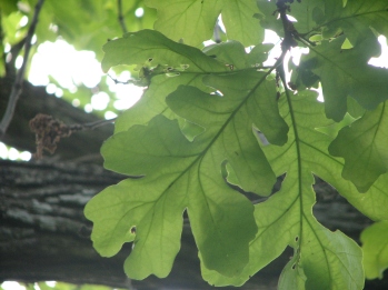 Oak; Bur oak leaves